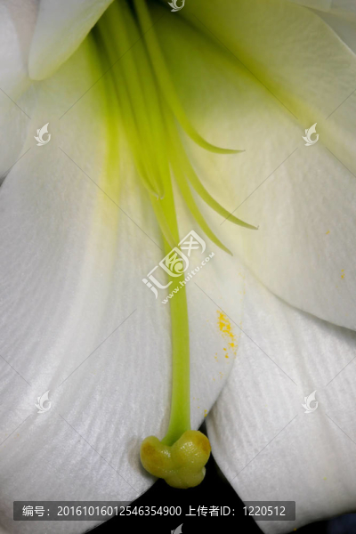 白色的百合花