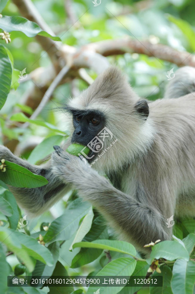猴子（Gray,langur）吃水果