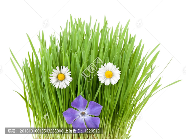 春天的花朵