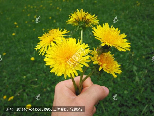 花在手