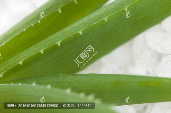 蘆薈