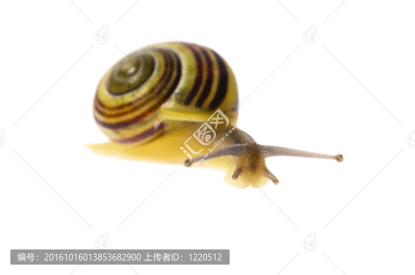 蝸牛