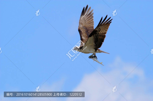 魚鷹飛的魚
