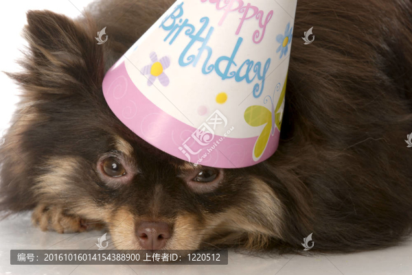 生日的狗