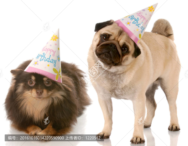 生日的狗