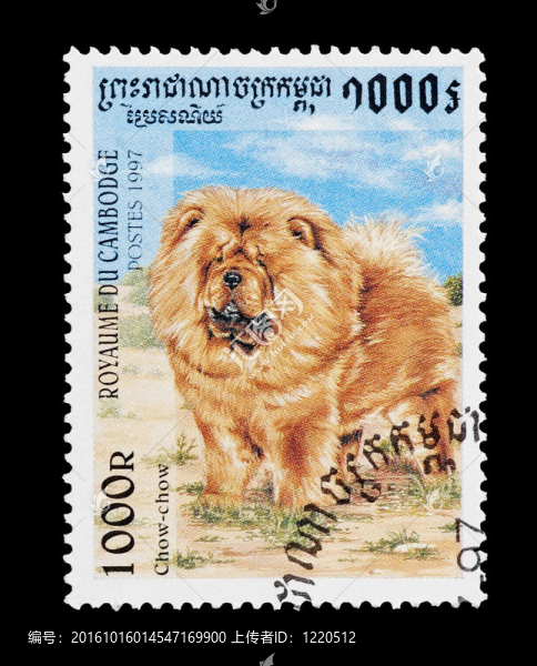 松獅犬