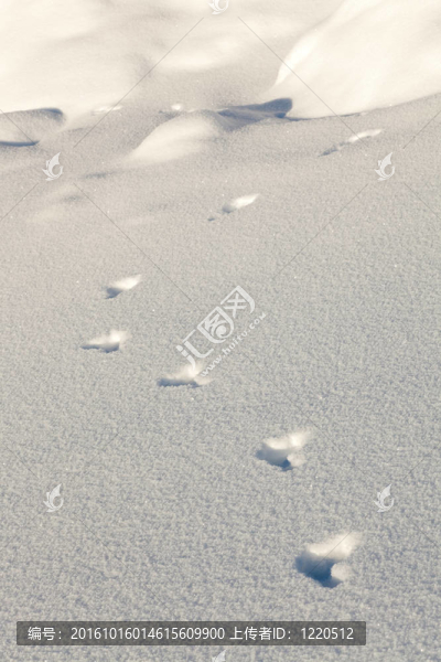 在雪靴兔的軌道