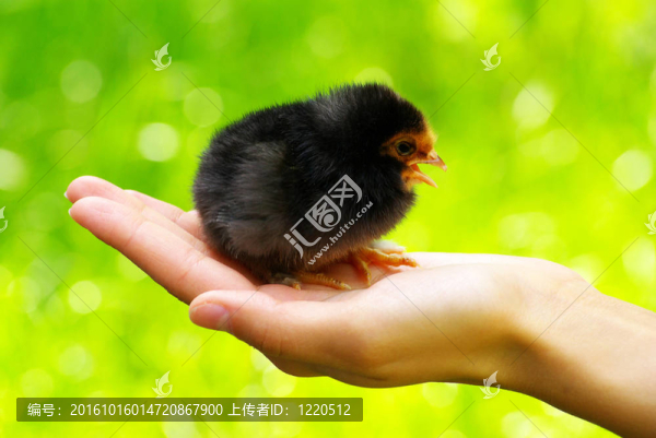 雞
