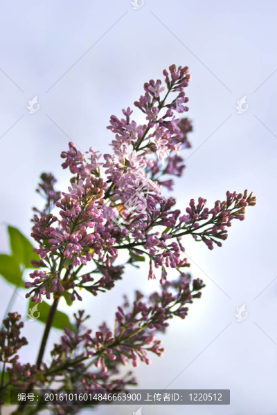 丁香花和藍色的天空