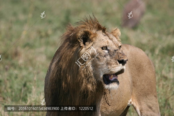 雄獅追逐獵物