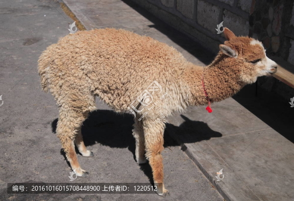 年輕的驢子在秘魯接近游客