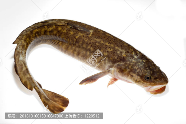 Burbot（洛塔洛塔）白色隔離