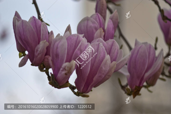玉蘭樹