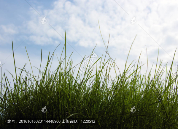特寫草叢