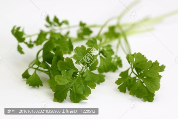 新鮮水芹