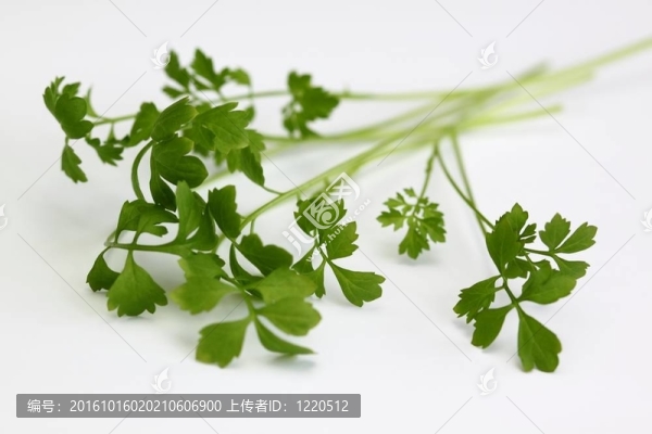 新鮮水芹