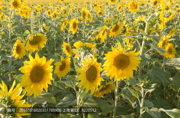向日葵花田