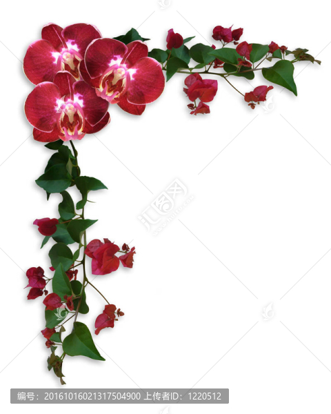 蘭花和杜鵑花的邊界