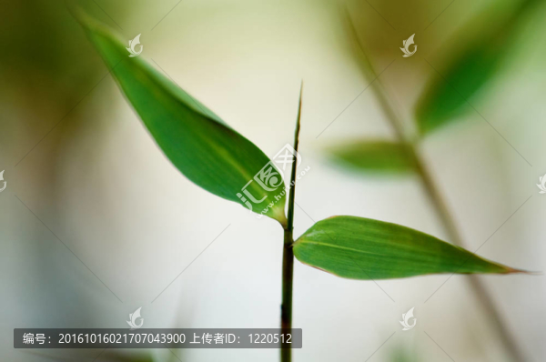竹葉細(xì)節(jié)