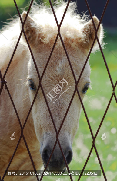 年輕的悲傷馬畫像