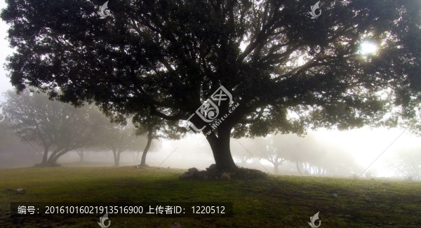 霧
