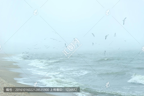 海鷗在海面上