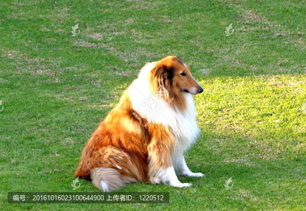 牧羊犬