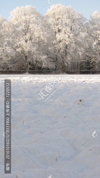 雪樹