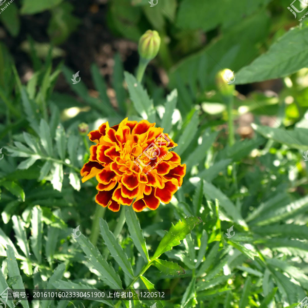 Flower（萬壽菊）在花園里。