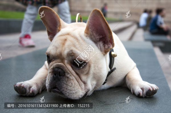 奶油法國(guó)斗牛犬