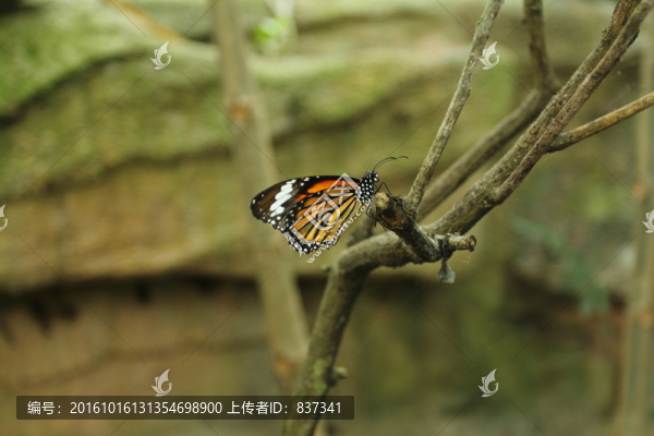 蝴蝶