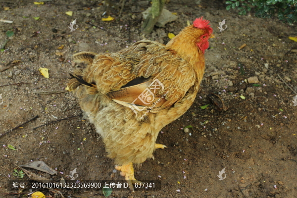 母雞