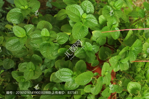 草莓葉子