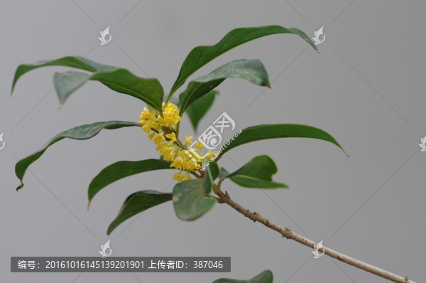 桂花