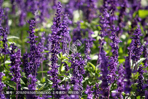 薰衣草,香料,花卉