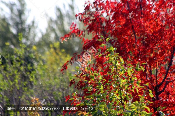 秋天,五花山,紅葉