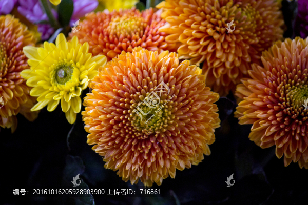 橙光,,菊花
