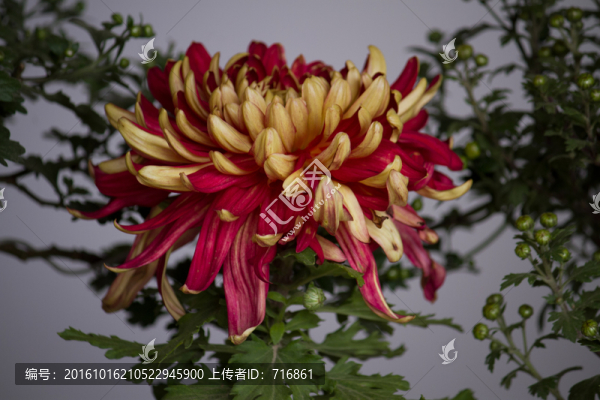 金皇后,菊花