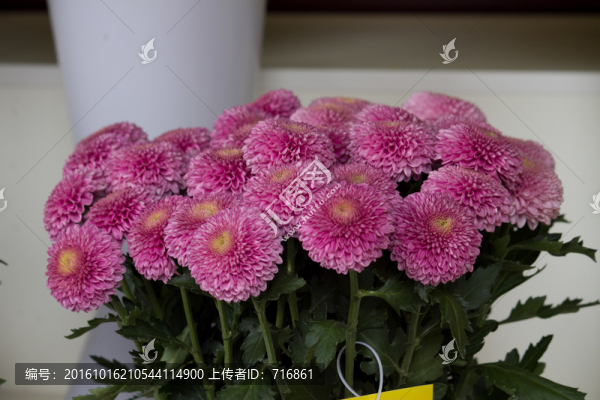 凱麗美粉,菊花