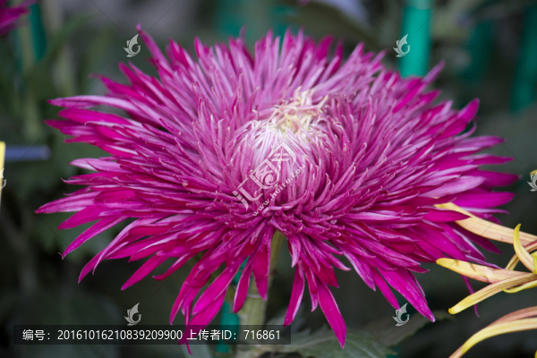 紫燕翻飛,,菊花
