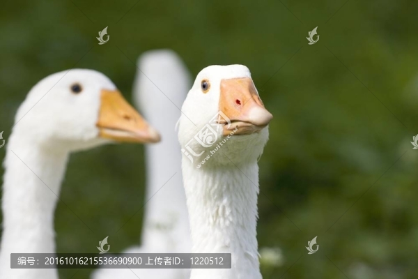 鵝