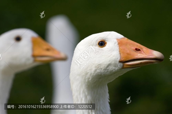 鵝