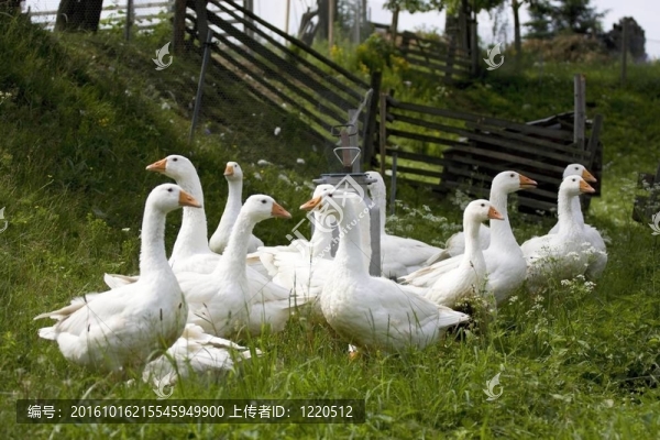 鵝