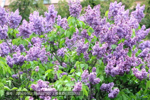 丁香花在春天