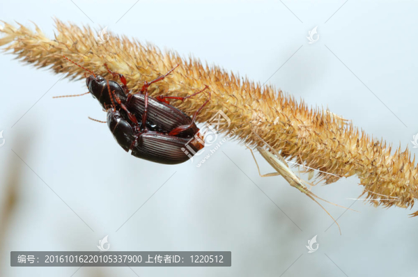 兩個(gè)地甲蟲和蟲子。
