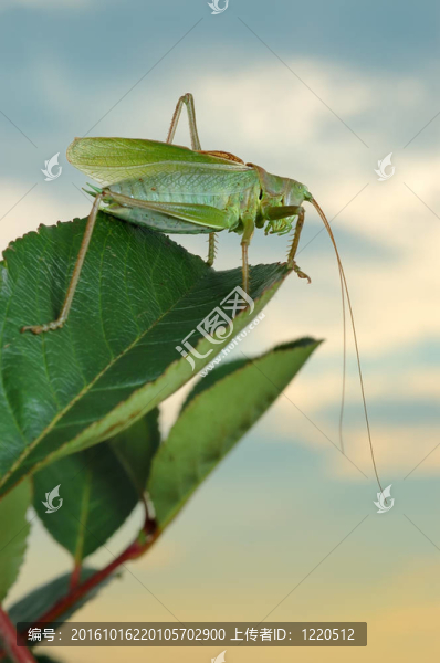 蚱蜢（Tettigonia,cantans）日落。