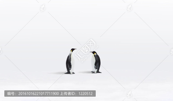 帝企鵝