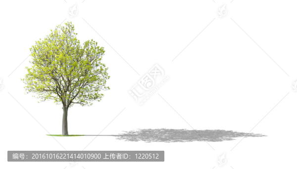 核桃樹