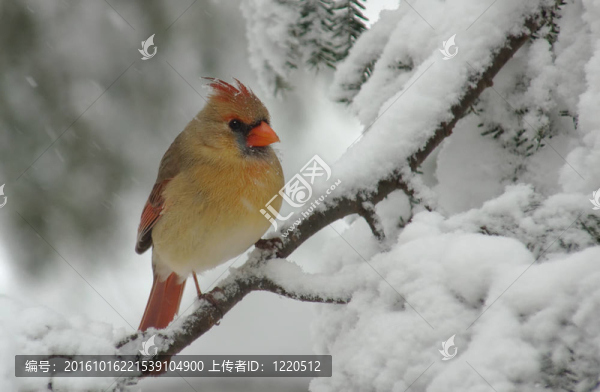 Snow女紅衣主教