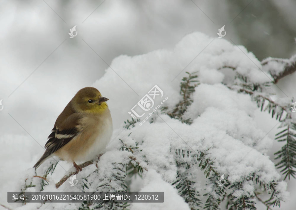 在暴風雪中美洲金翅雀